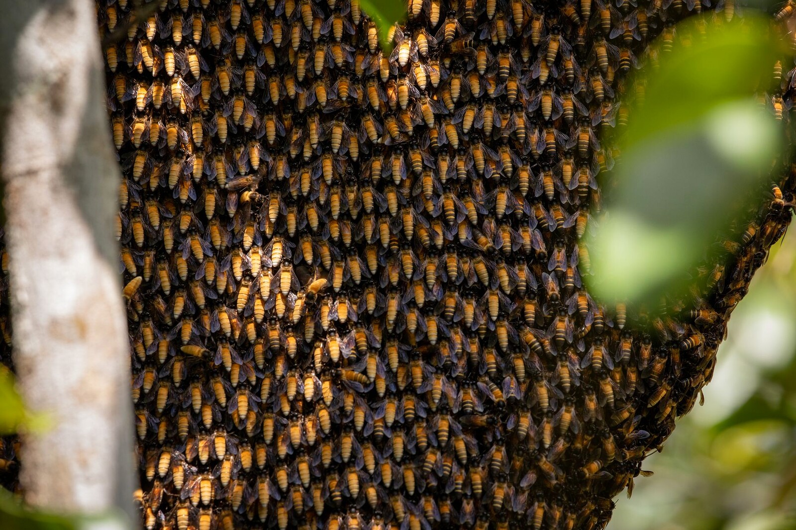 Espécies de abelhas nativas
