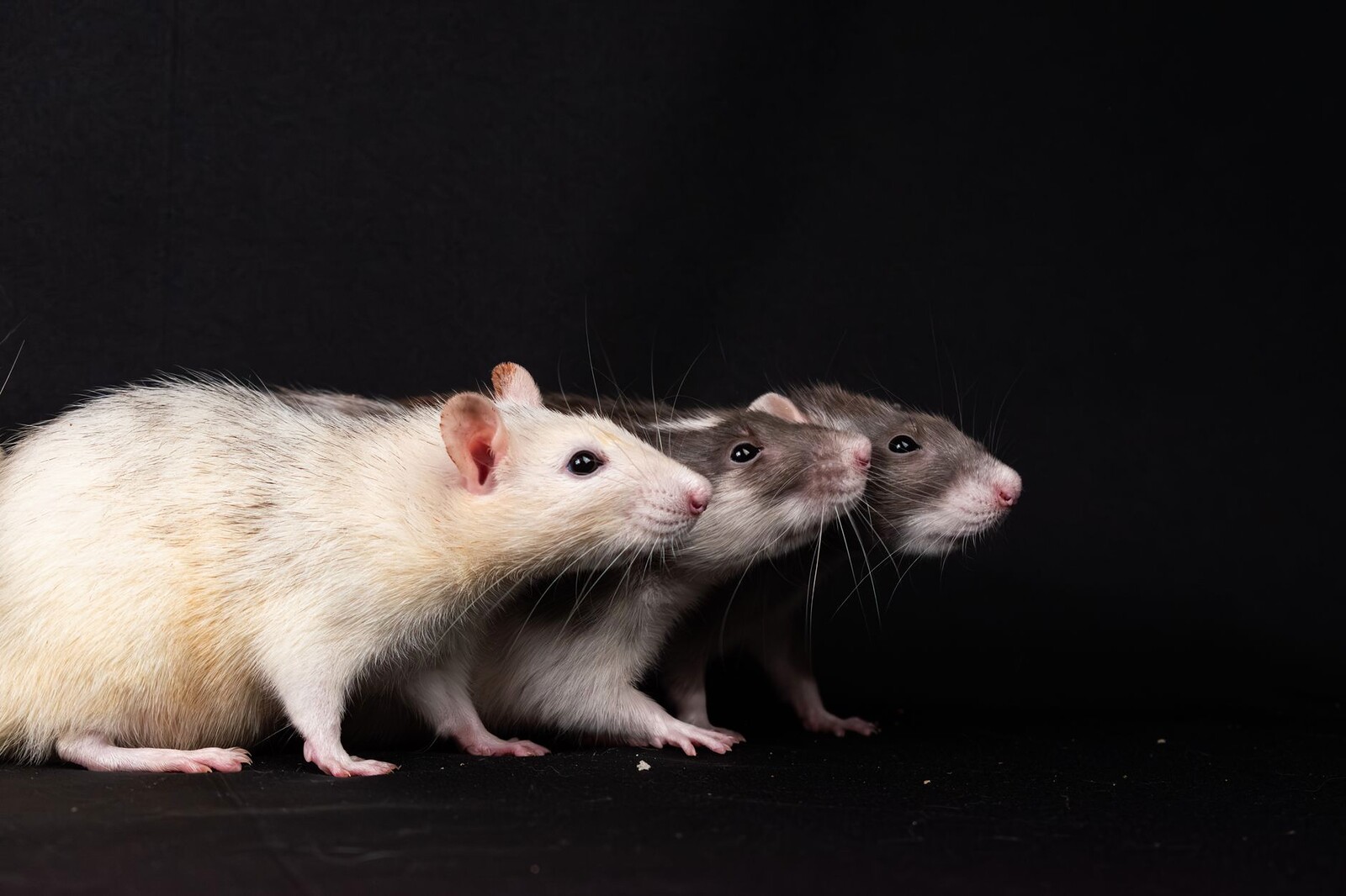 Ratos geneticamente modificados