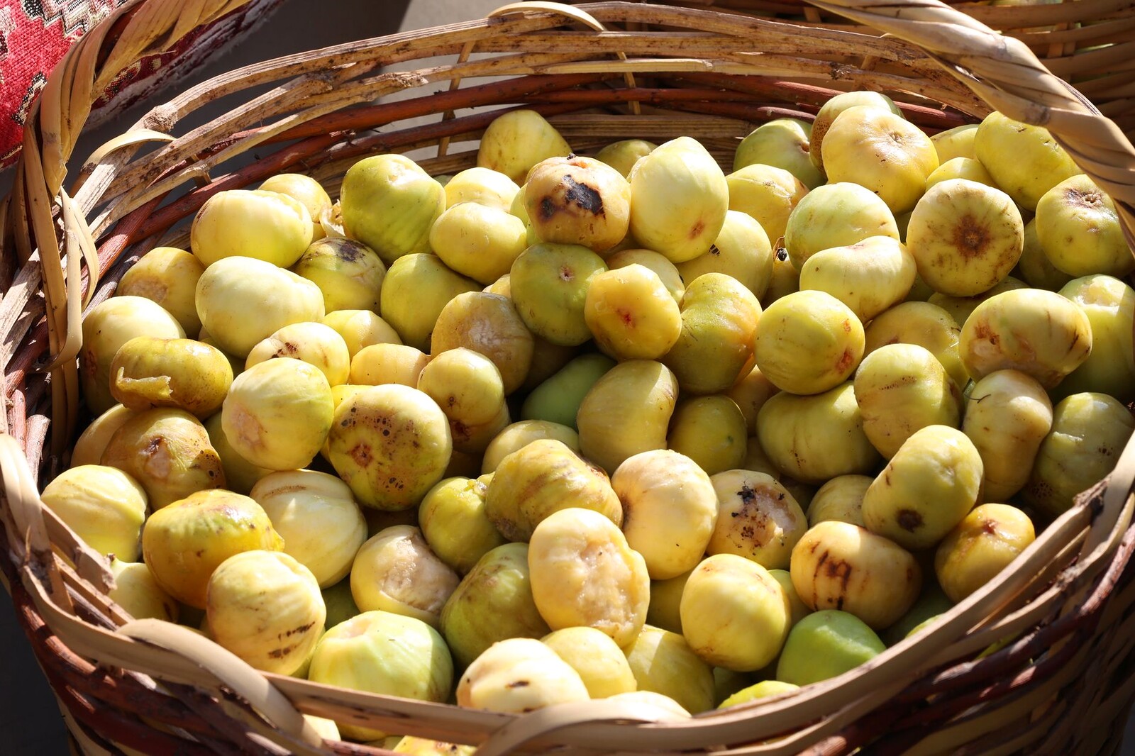 Colheita de figos